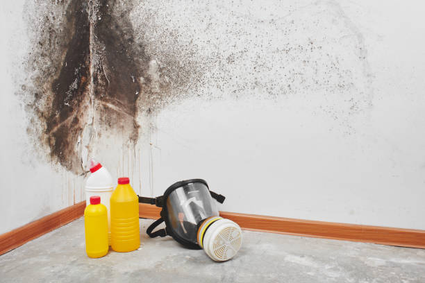 Best Mold Damage Repair  in Fulton, TX