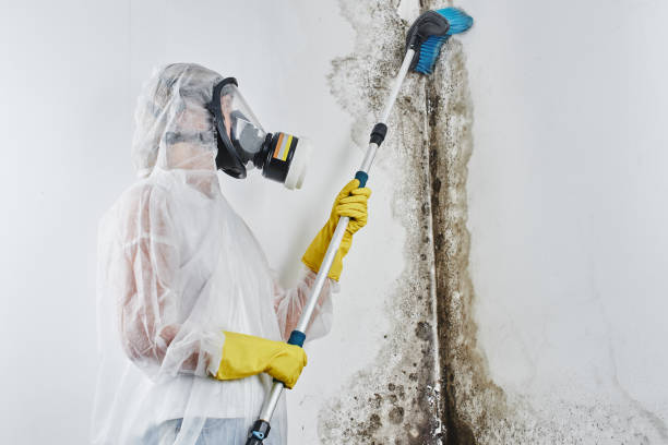 Best Mold Removal Company Near Me  in Fulton, TX
