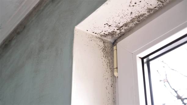 Best Professional Mold Removal  in Fulton, TX