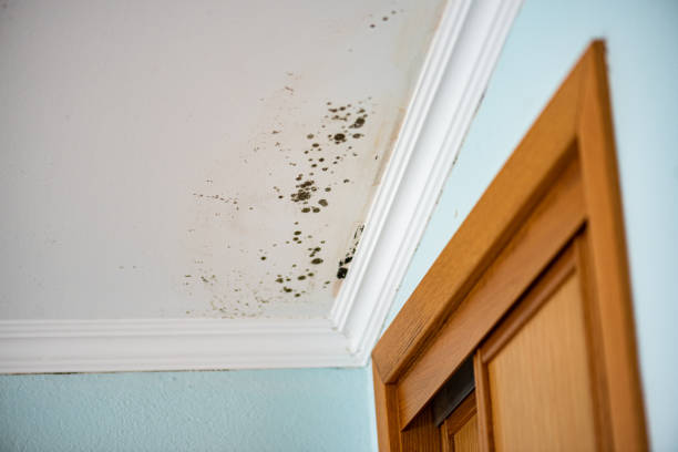 Best Emergency Mold Removal  in Fulton, TX