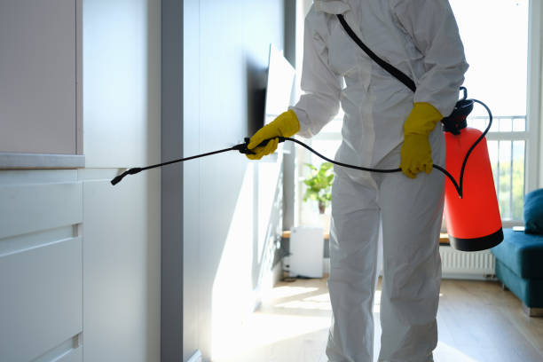 Best Attic Mold Removal  in Fulton, TX