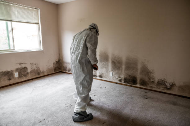 Best Mold Removal Near Me  in Fulton, TX