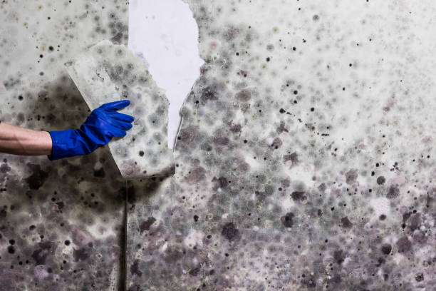 Best Mold Removal Near Me  in Fulton, TX