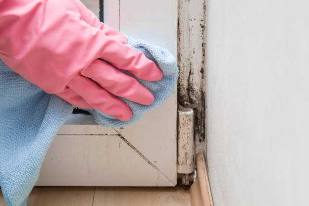 Best Mold Inspection  in Fulton, TX
